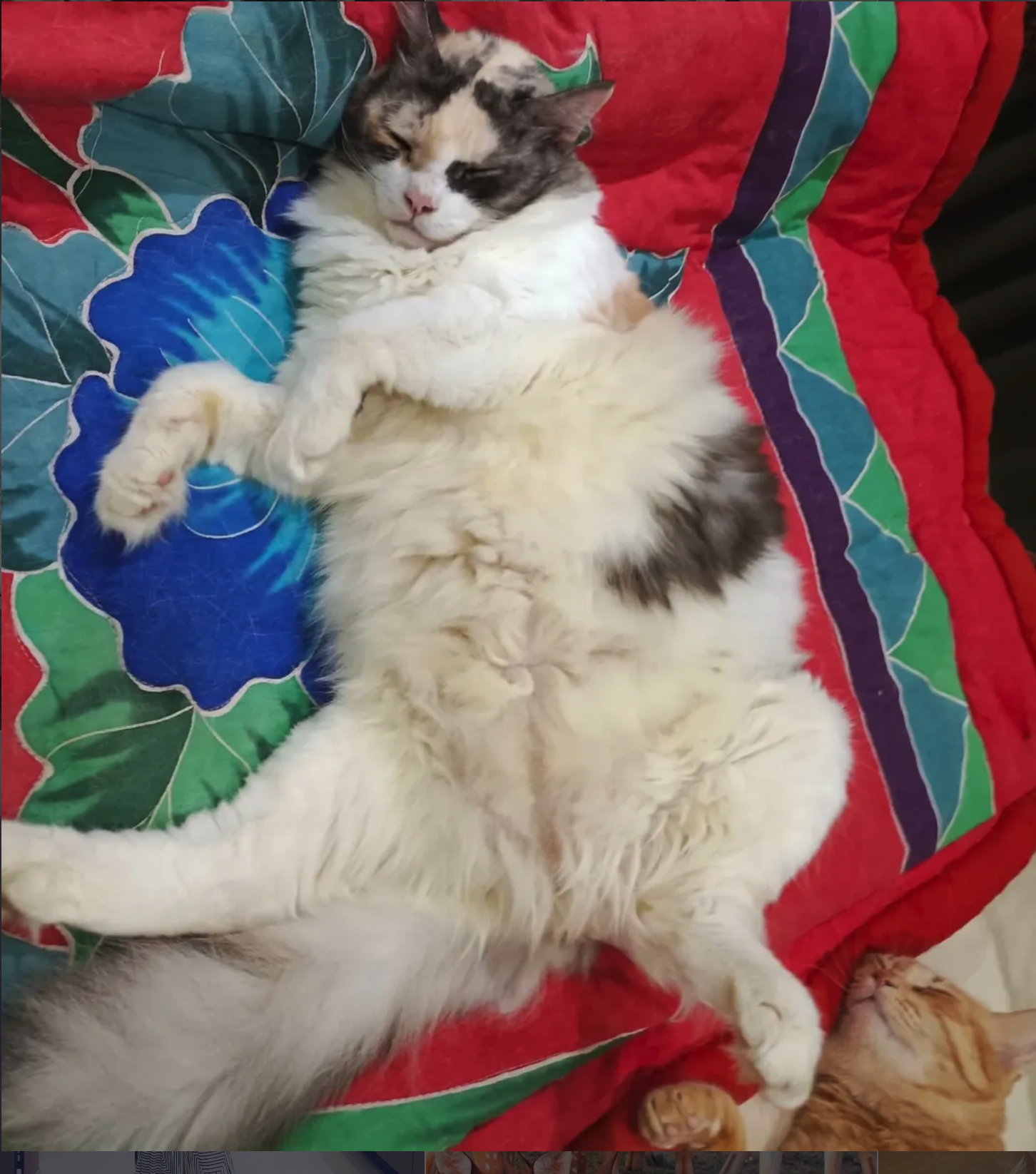 Mooi, mid-dream